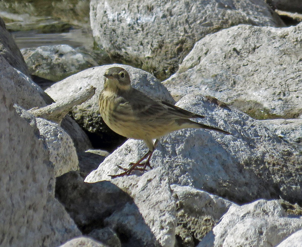 American Pipit - JoAnn Potter Riggle 🦤