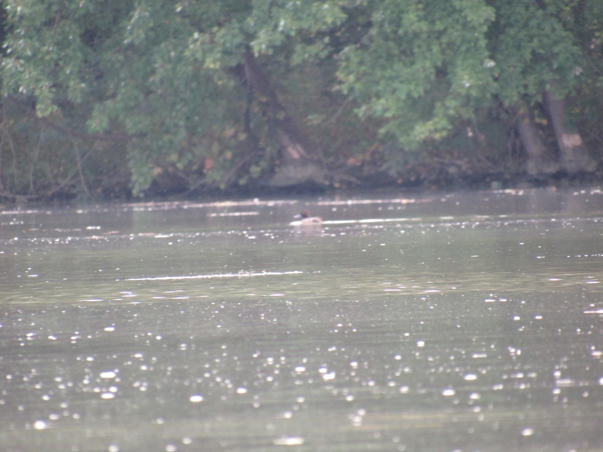 Greater Scaup - ML181784471