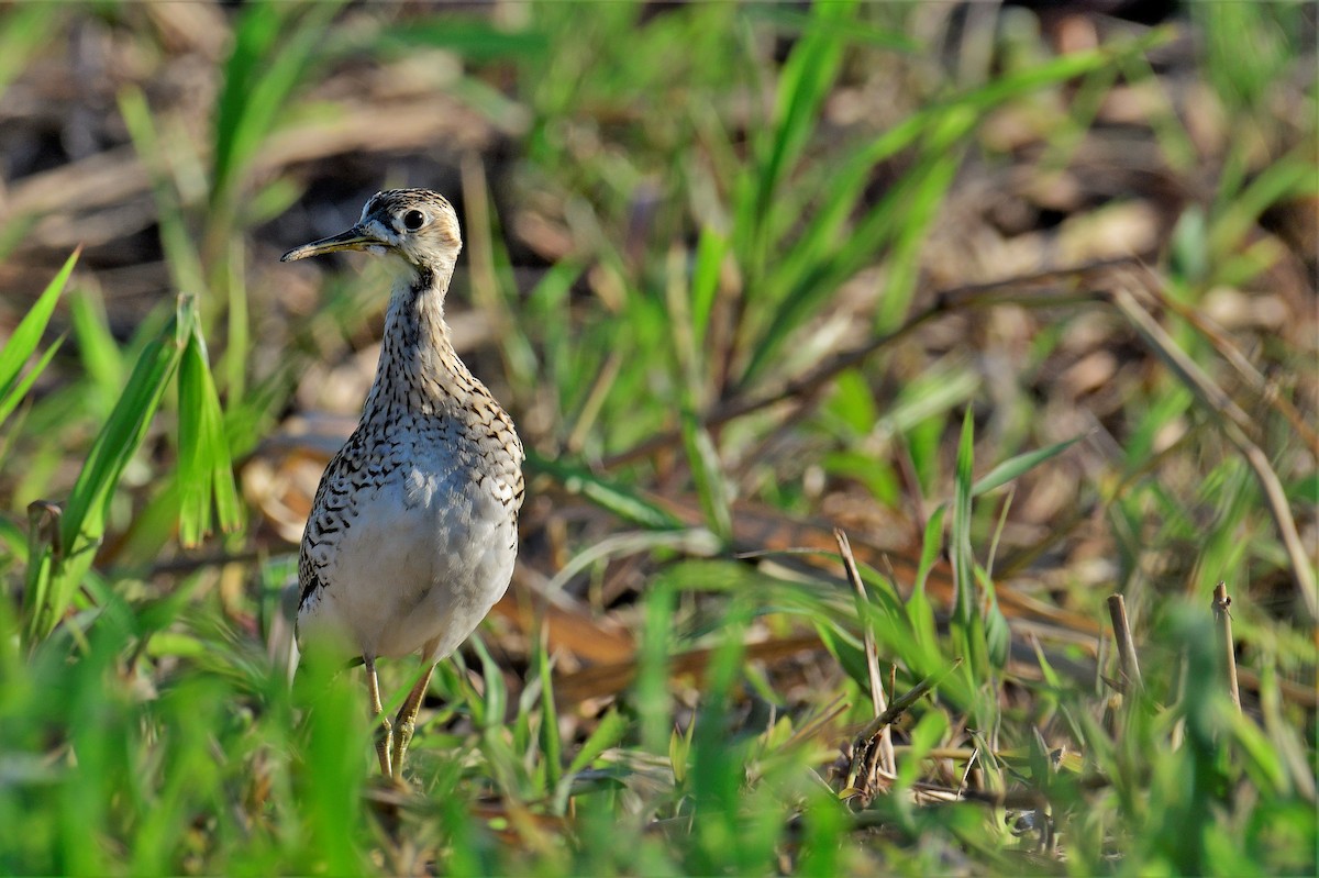 Upland Sandpiper - ML181784681