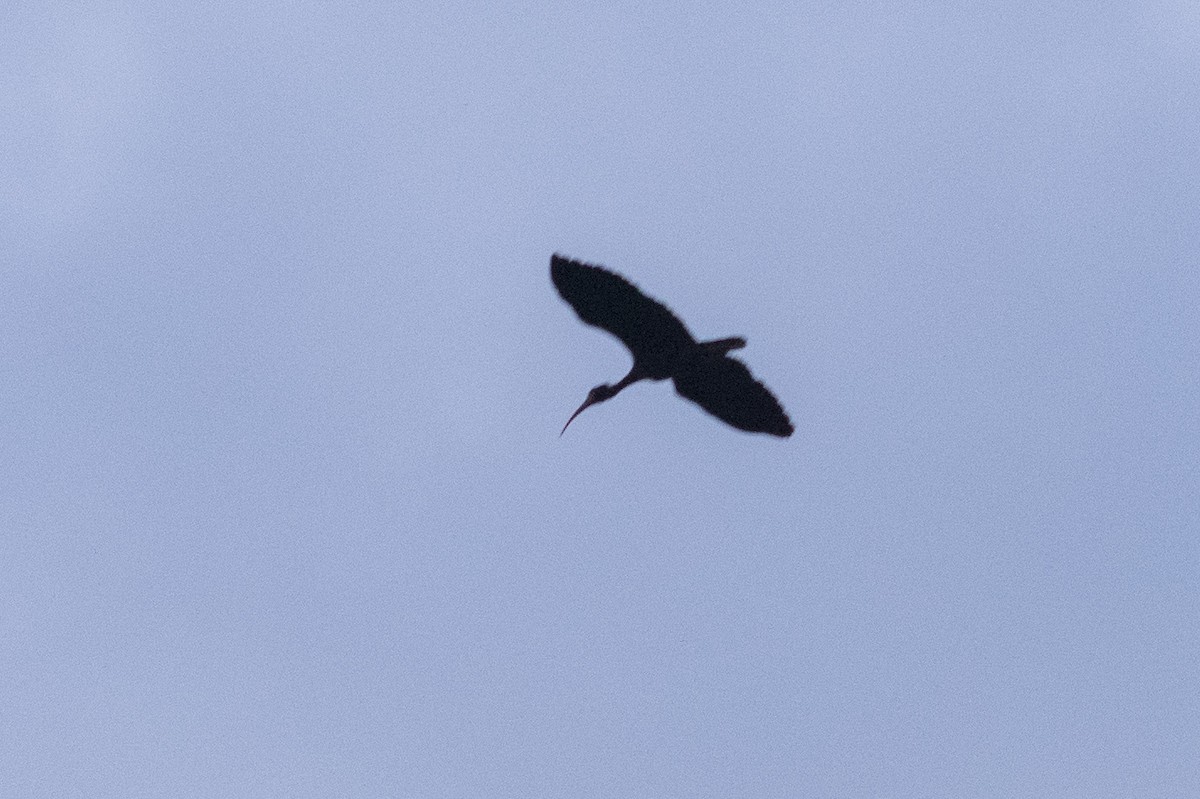 ibis tmavý - ML181784711
