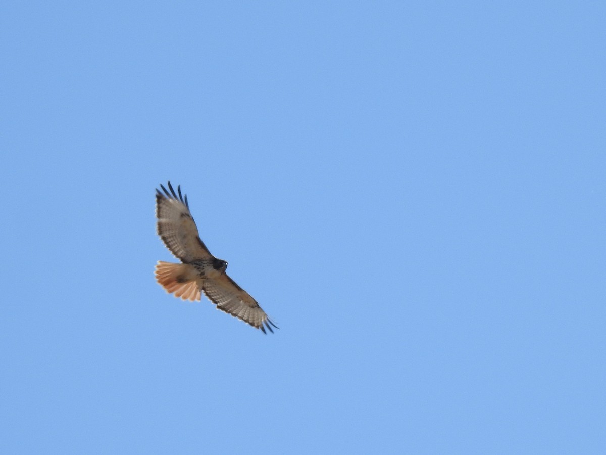 Red-tailed Hawk - ML181788351