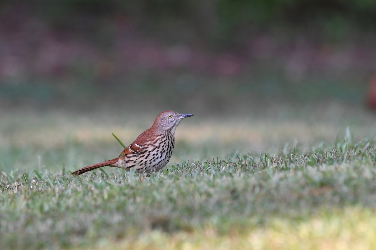 Brown Thrasher - ML181788881