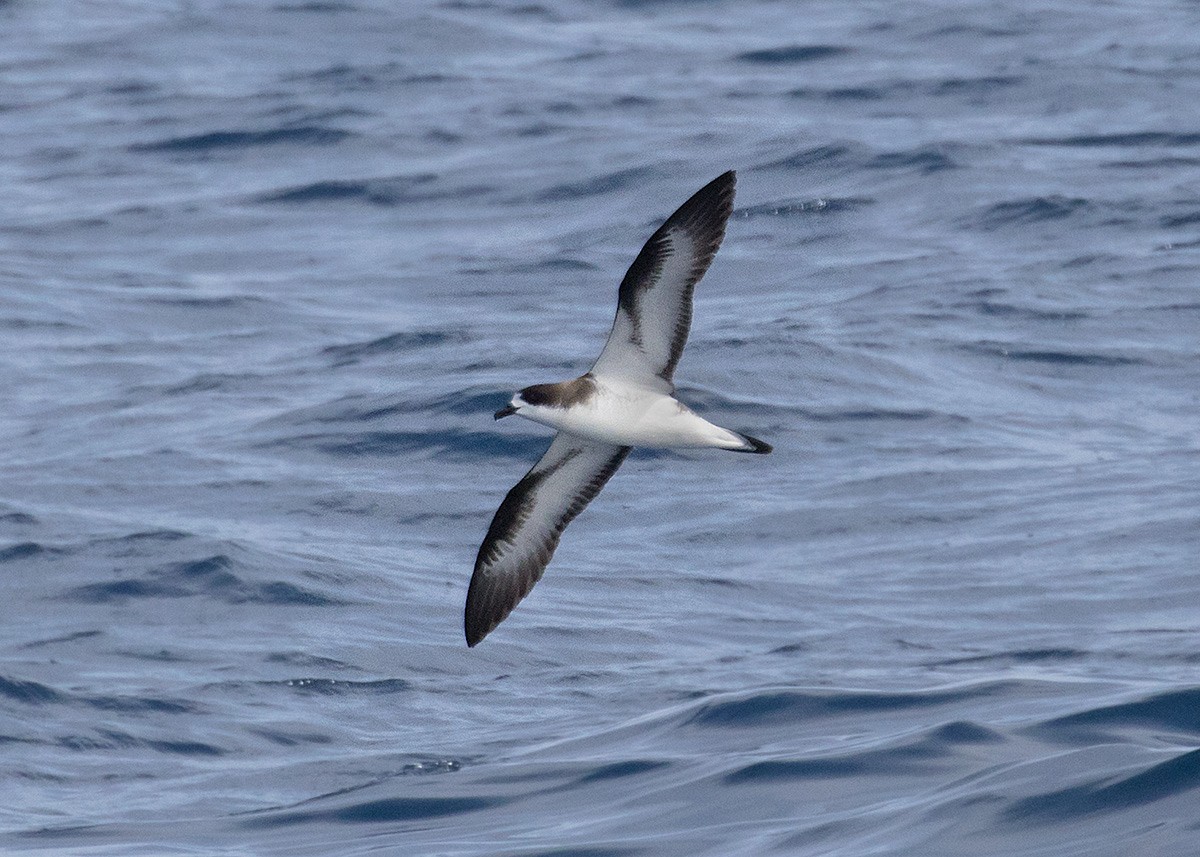 Hawaiian Petrel - ML181791011