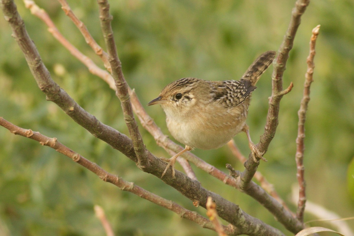 Sedge Wren - ML181795691