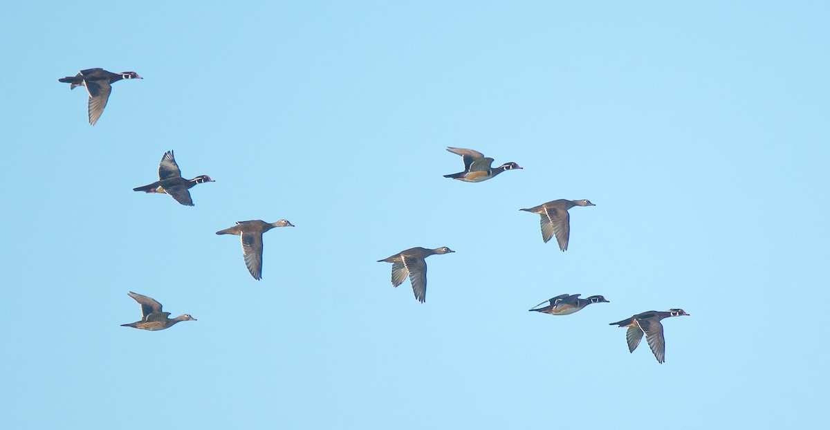 Wood Duck - ML181795911