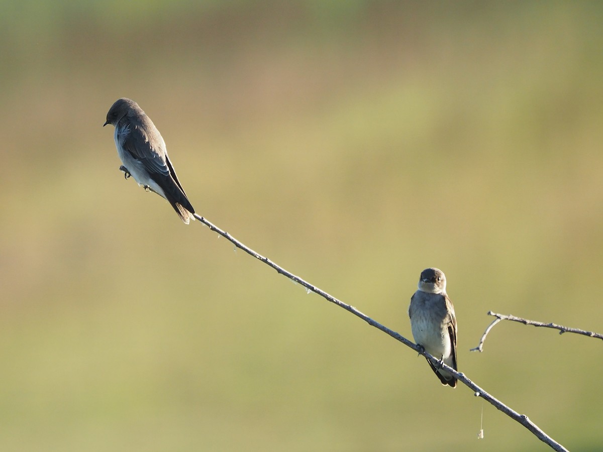 Northern Rough-winged Swallow - Terry Miller 🦅