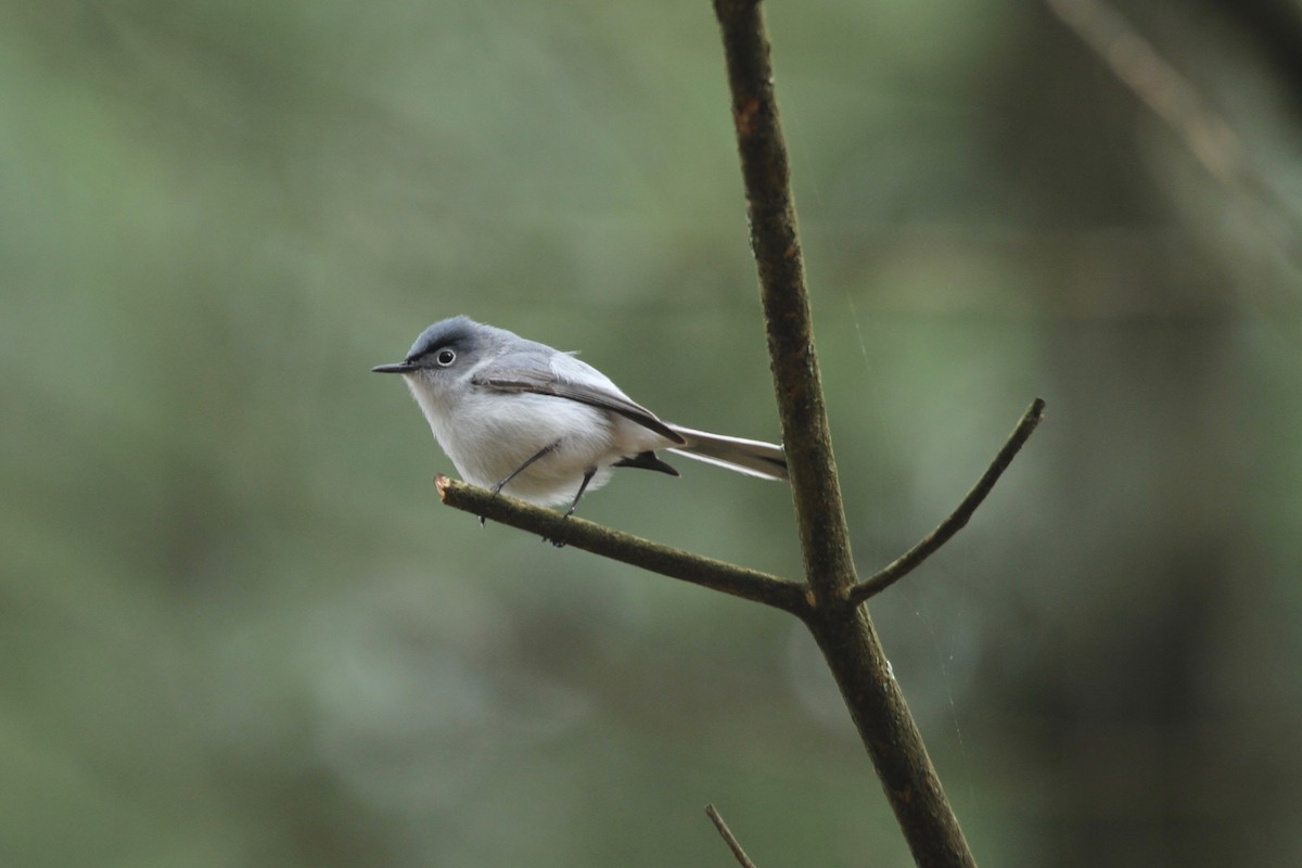 Gobemoucheron gris-bleu - ML181798081