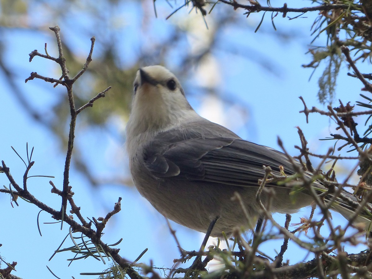 Canada Jay - ML181798581