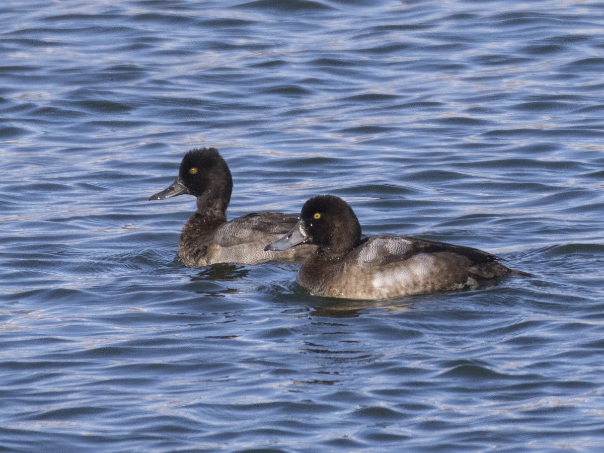 Greater Scaup - ML181798751