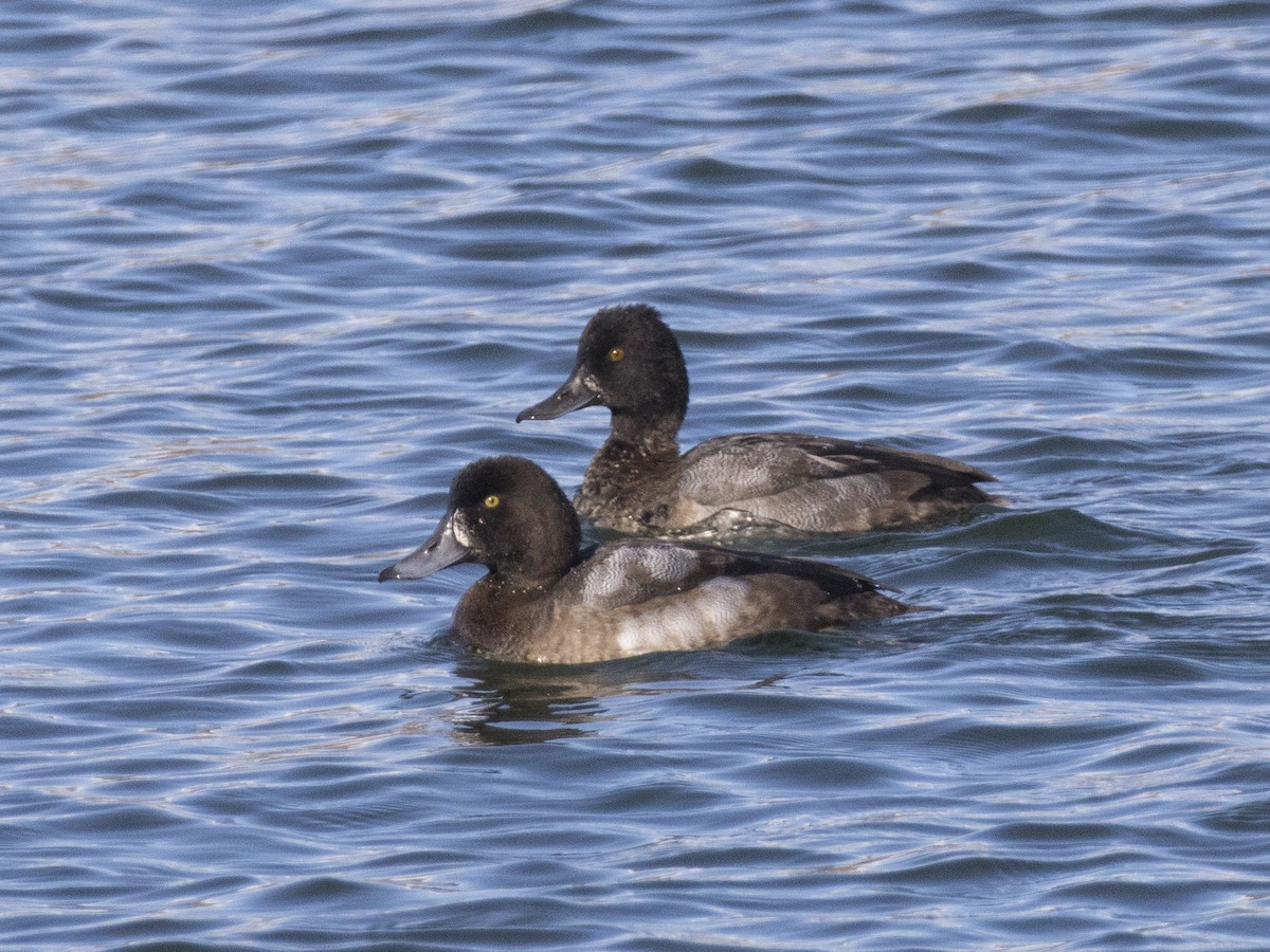 Lesser Scaup - ML181798791