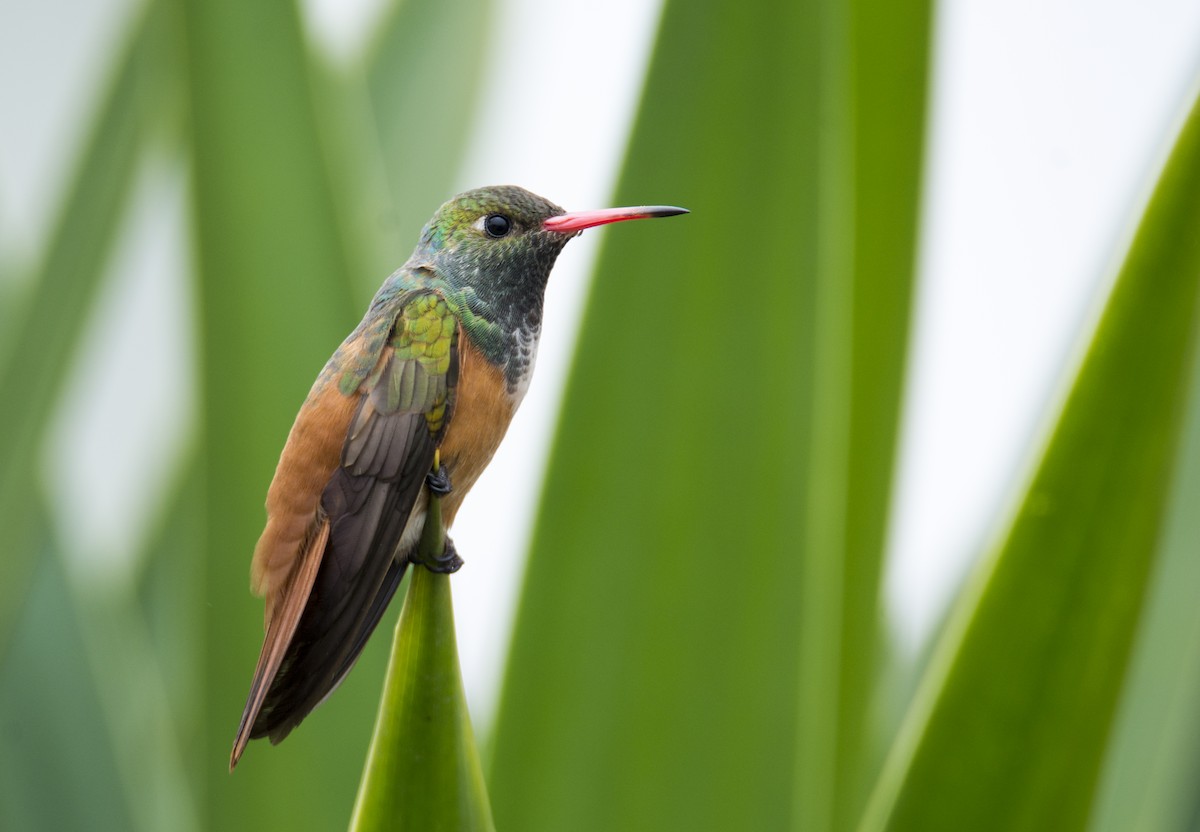 Amazilia Hummingbird - David F. Belmonte