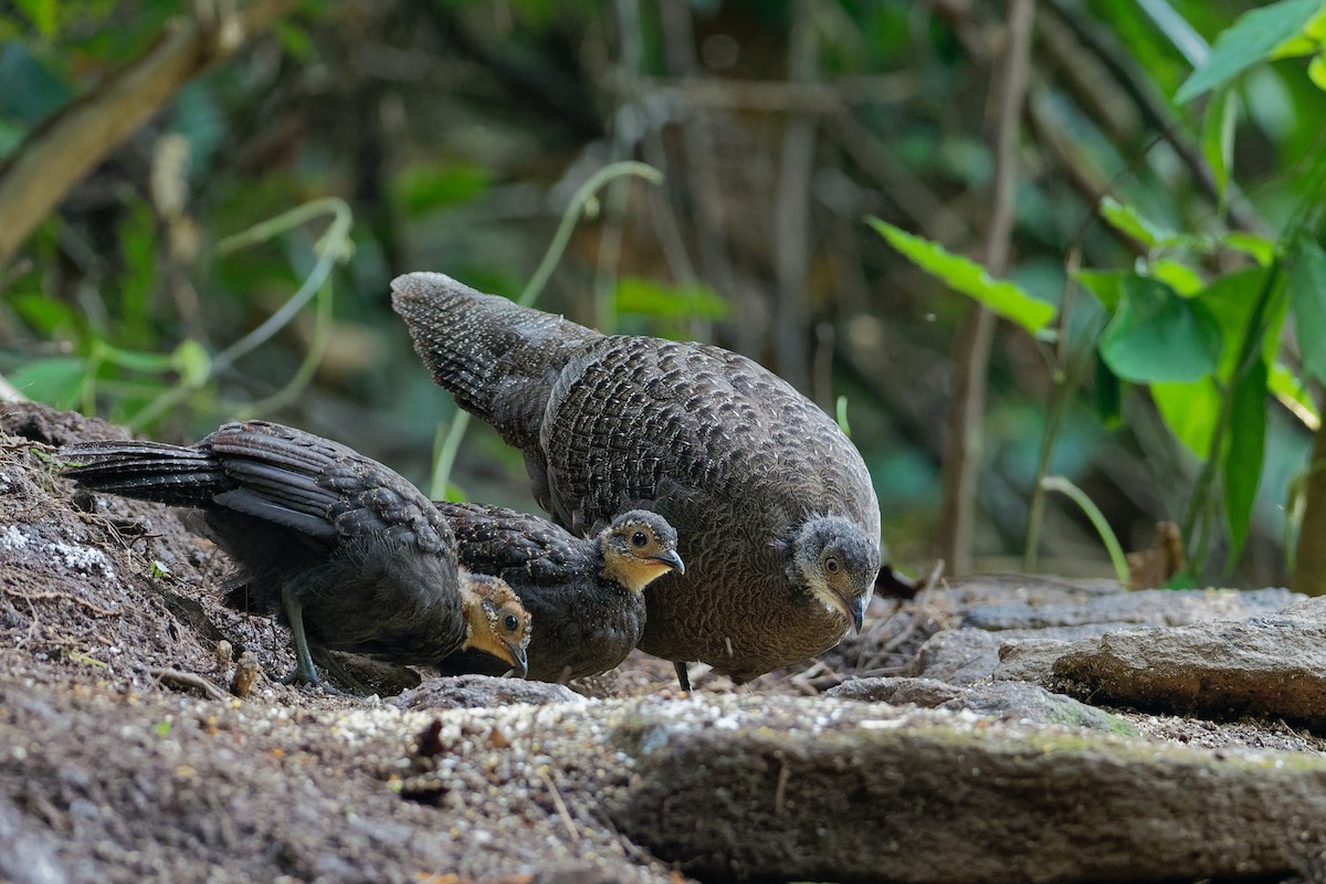 Gray Peacock-Pheasant - ML181800581