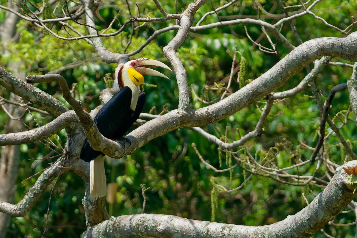Wreathed Hornbill - Vincent Wang