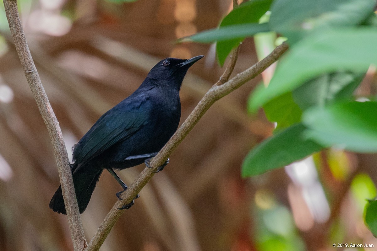 Black Catbird - ML181801551
