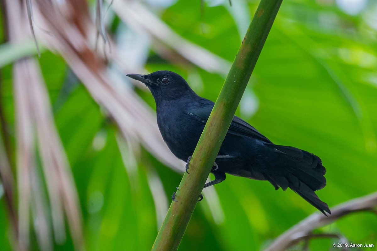 Black Catbird - ML181801581