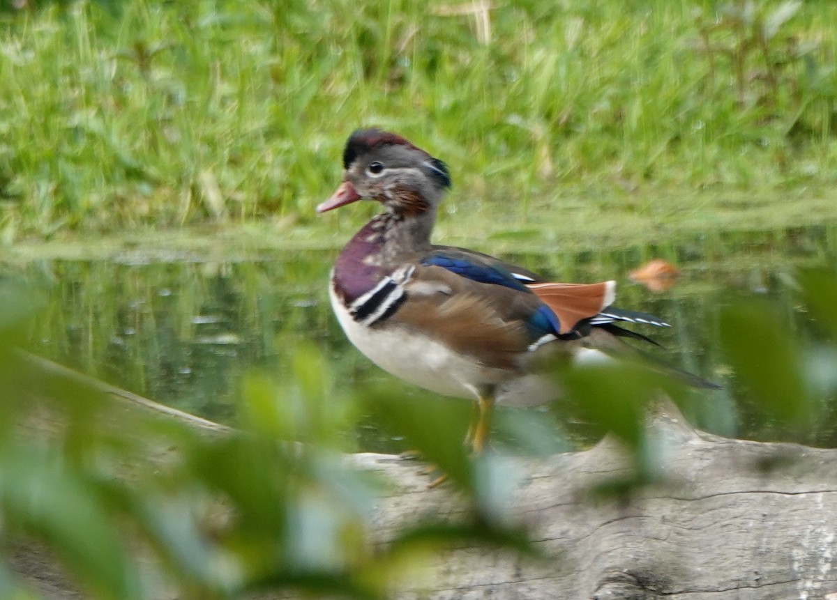 Mandarin Duck - ML181801821