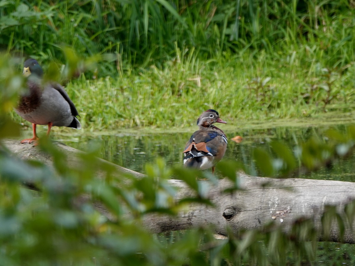 Mandarin Duck - ML181801851