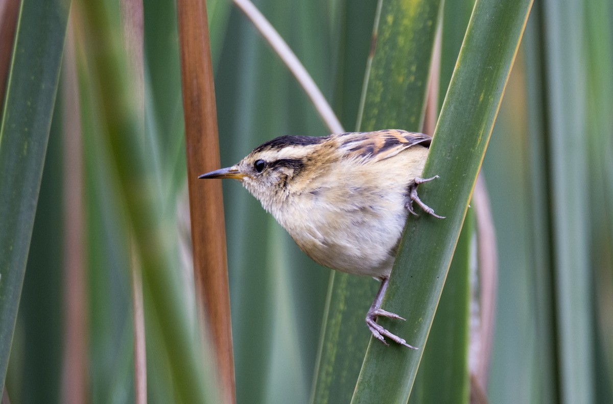 Wren-like Rushbird - ML181802141