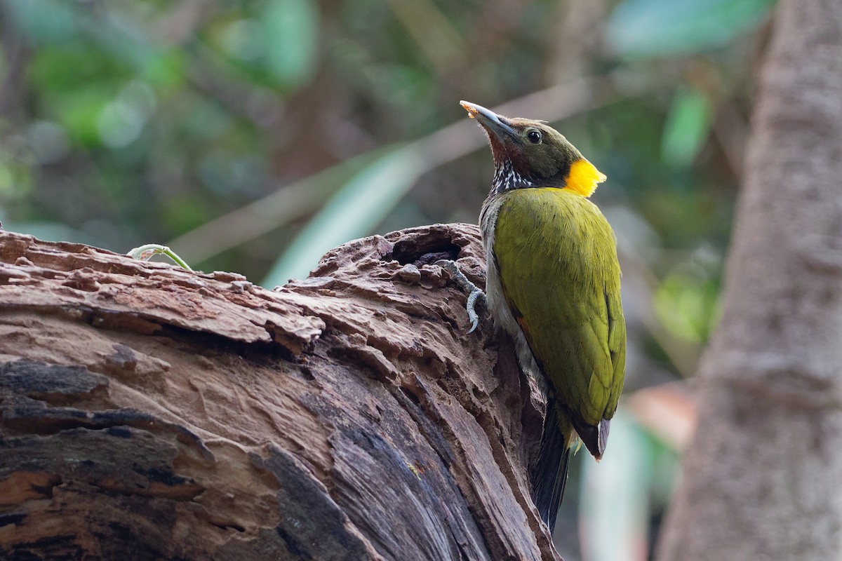 Greater Yellownape - Vincent Wang