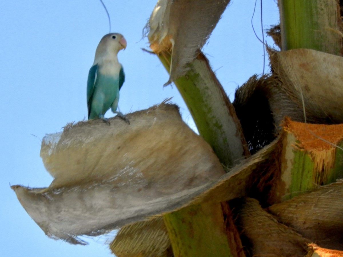 Rosy-faced Lovebird - ML181803661