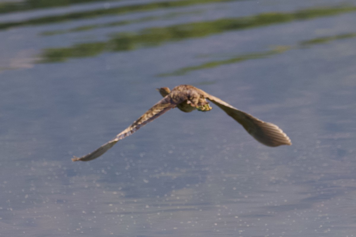 American Bittern - ML181804131