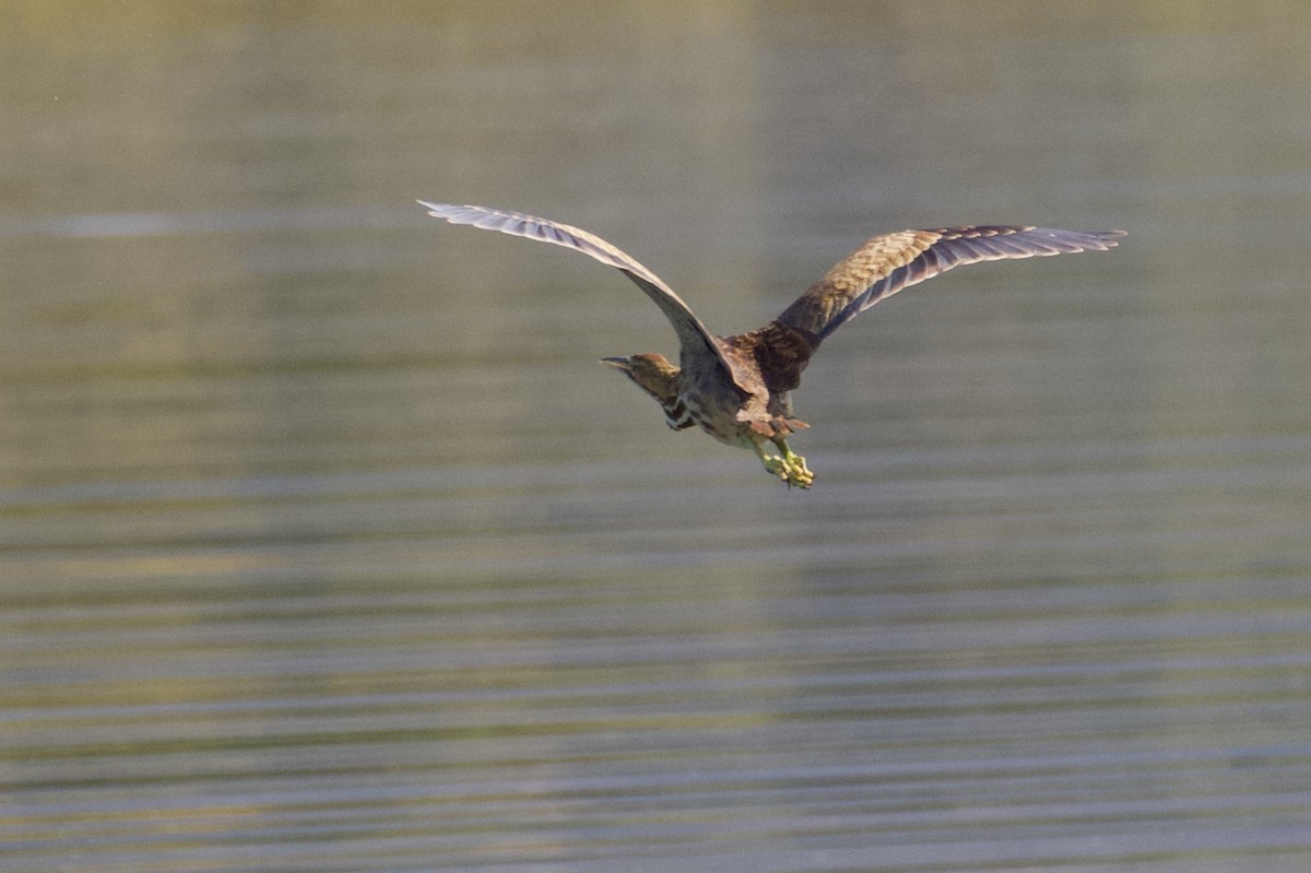 American Bittern - ML181804191