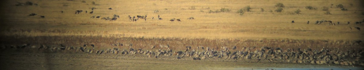 Sandhill Crane - ML181805671