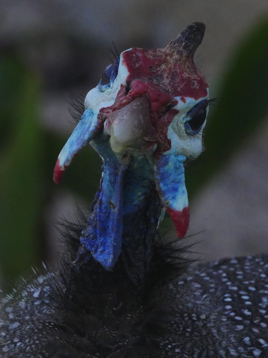 Helmeted Guineafowl - ML181805951