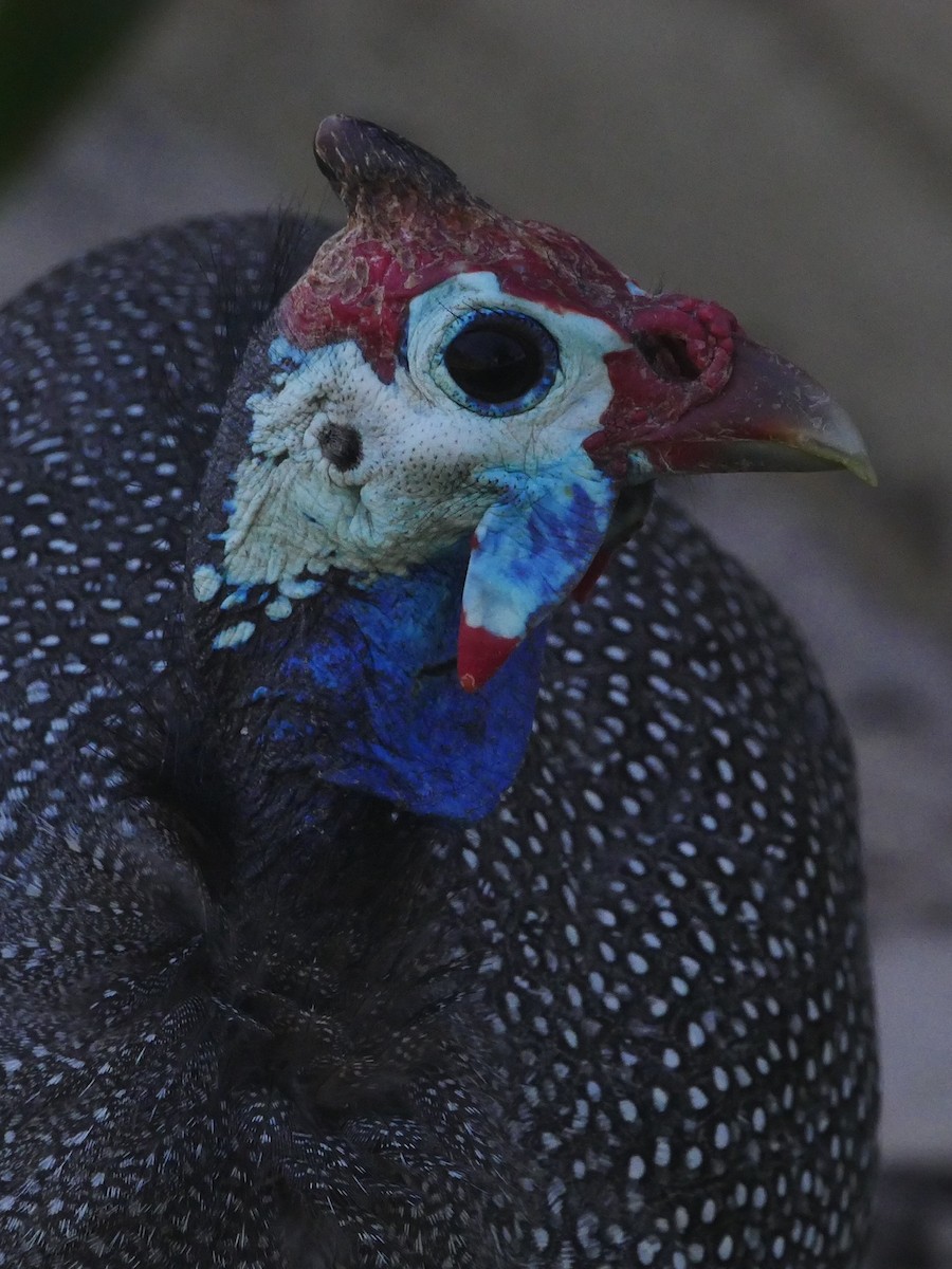 Helmeted Guineafowl - ML181805961