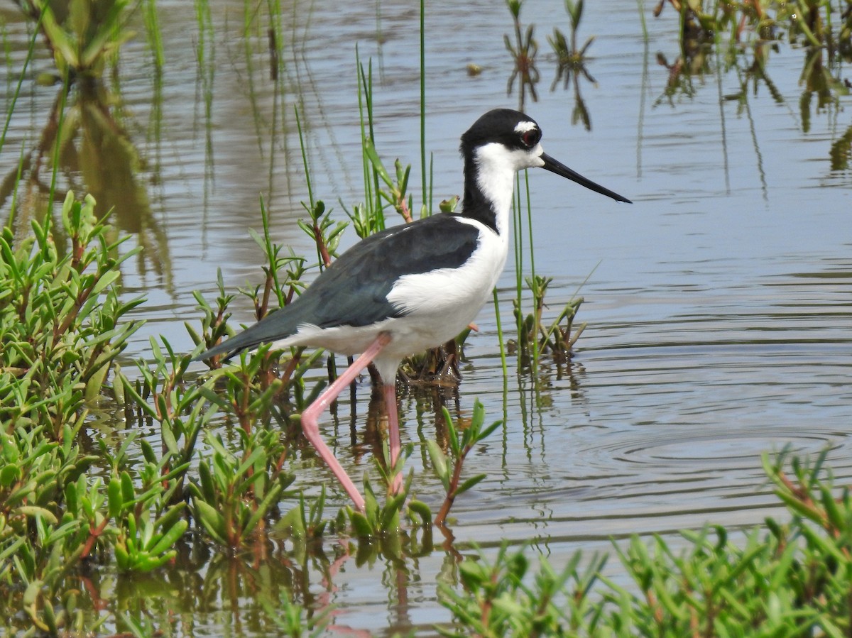 Black-necked Stilt - Roger Medina