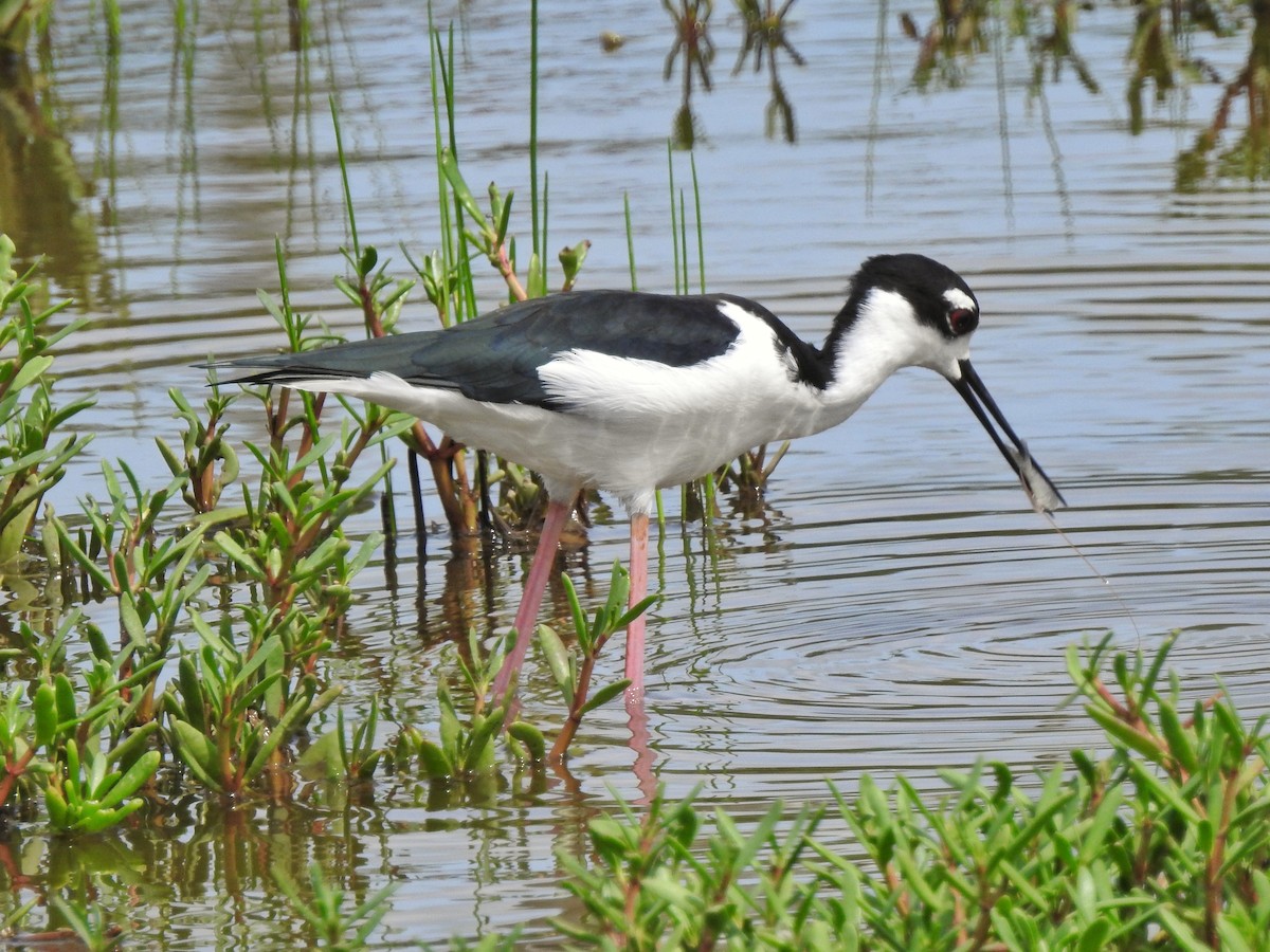 Black-necked Stilt - Roger Medina