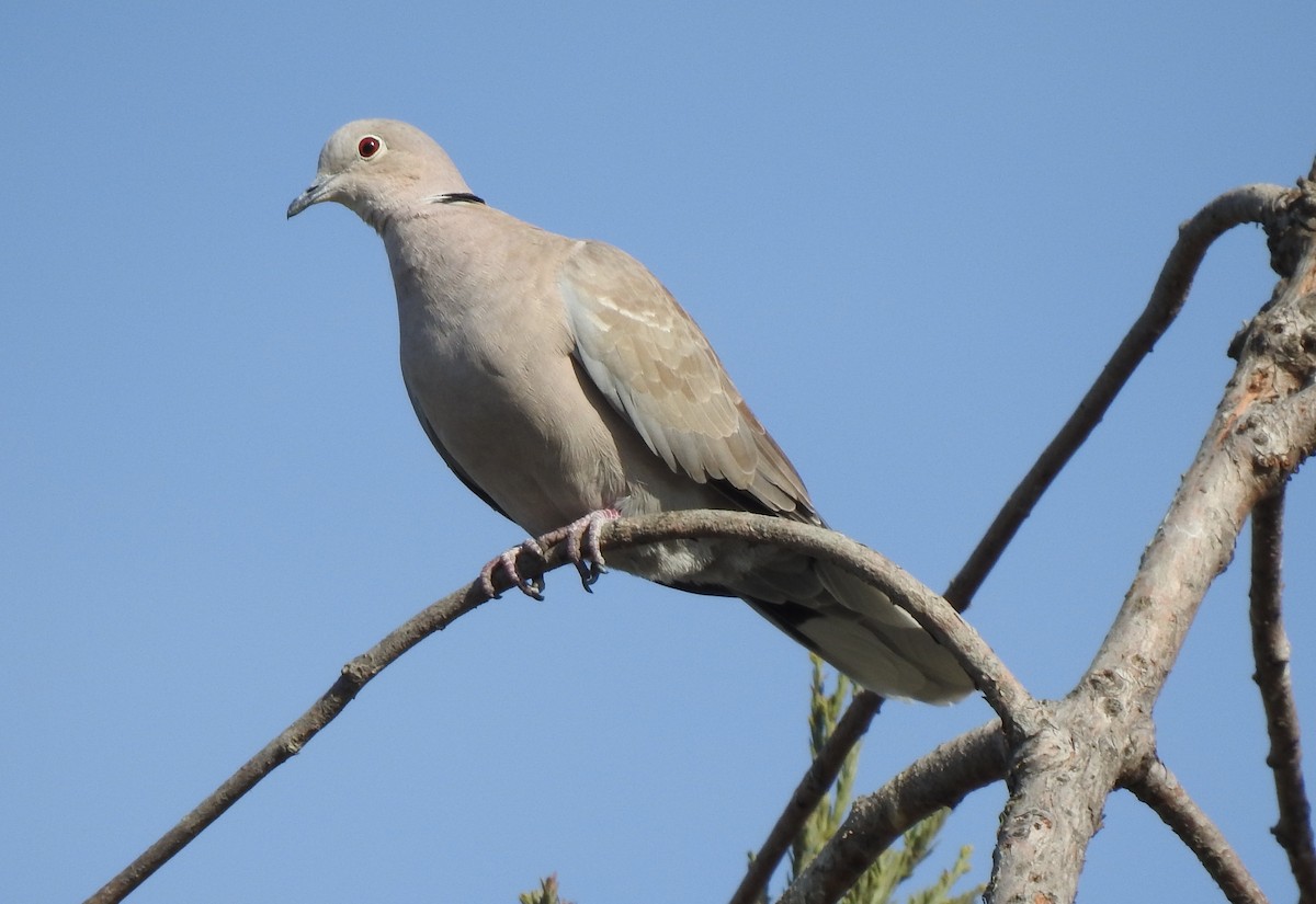 Eurasian Collared-Dove - ML181810511