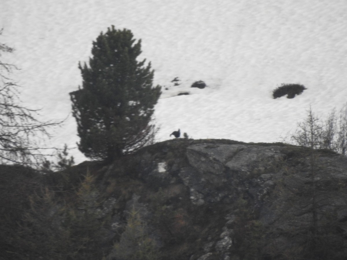 Black Grouse - ML181812681