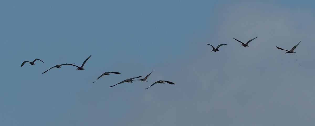 Glossy Ibis - ML181812691