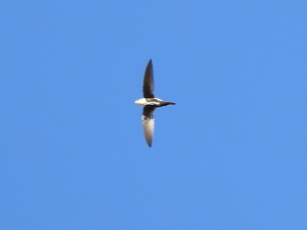 White-throated Swift - ML181813251
