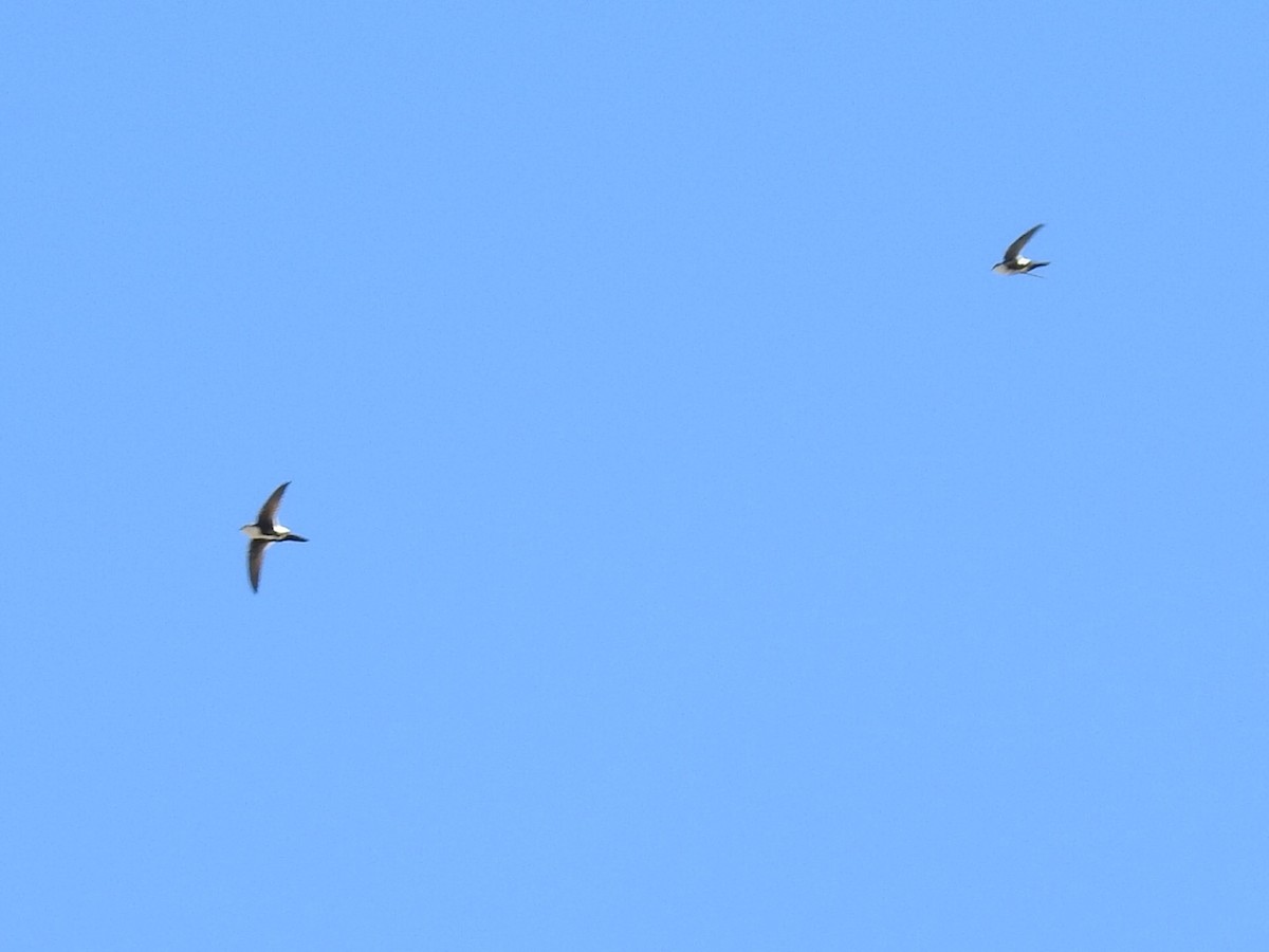 White-throated Swift - ML181813261