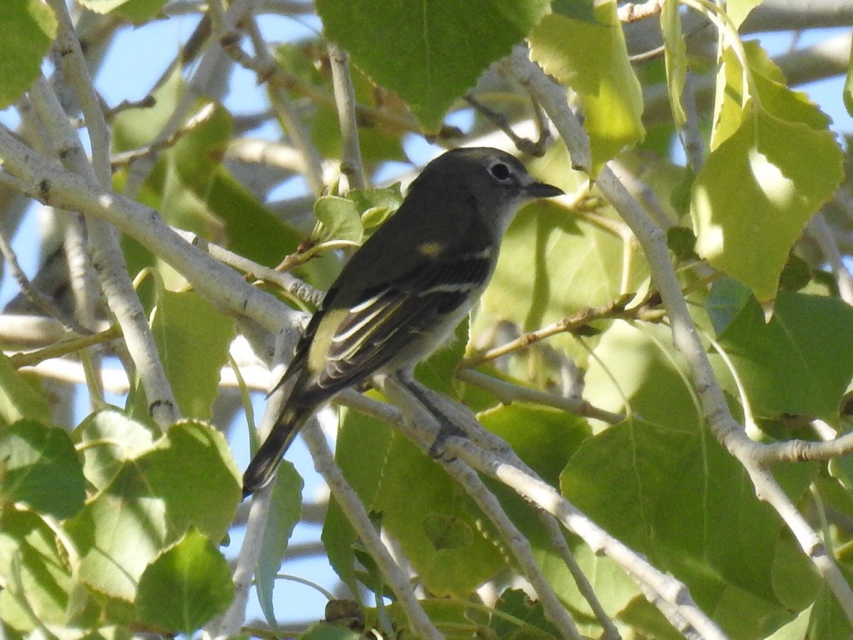 Cassin's Vireo - ML181813391