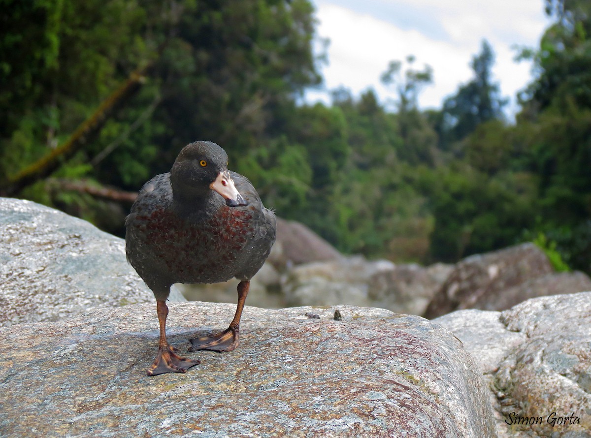 Blue Duck - ML181814551