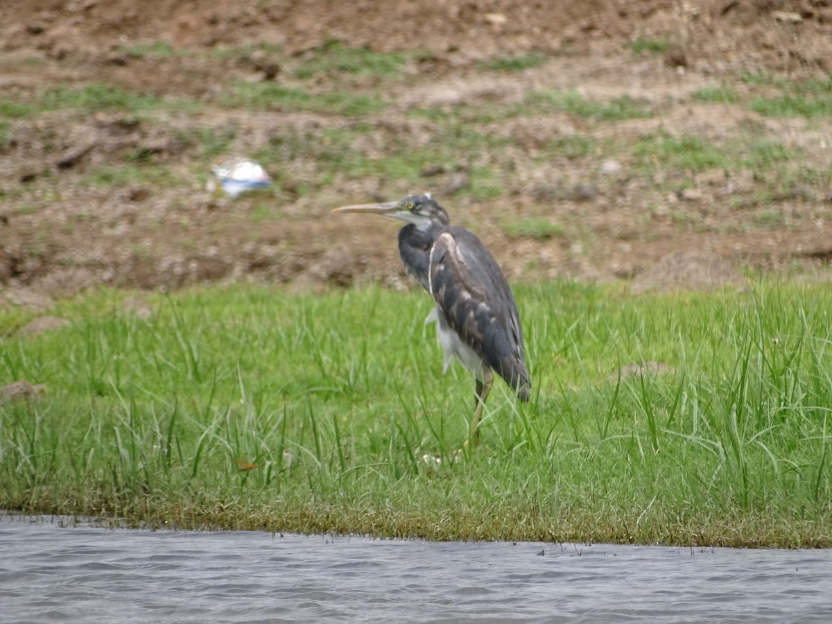 Western Reef-Heron - ML181817451