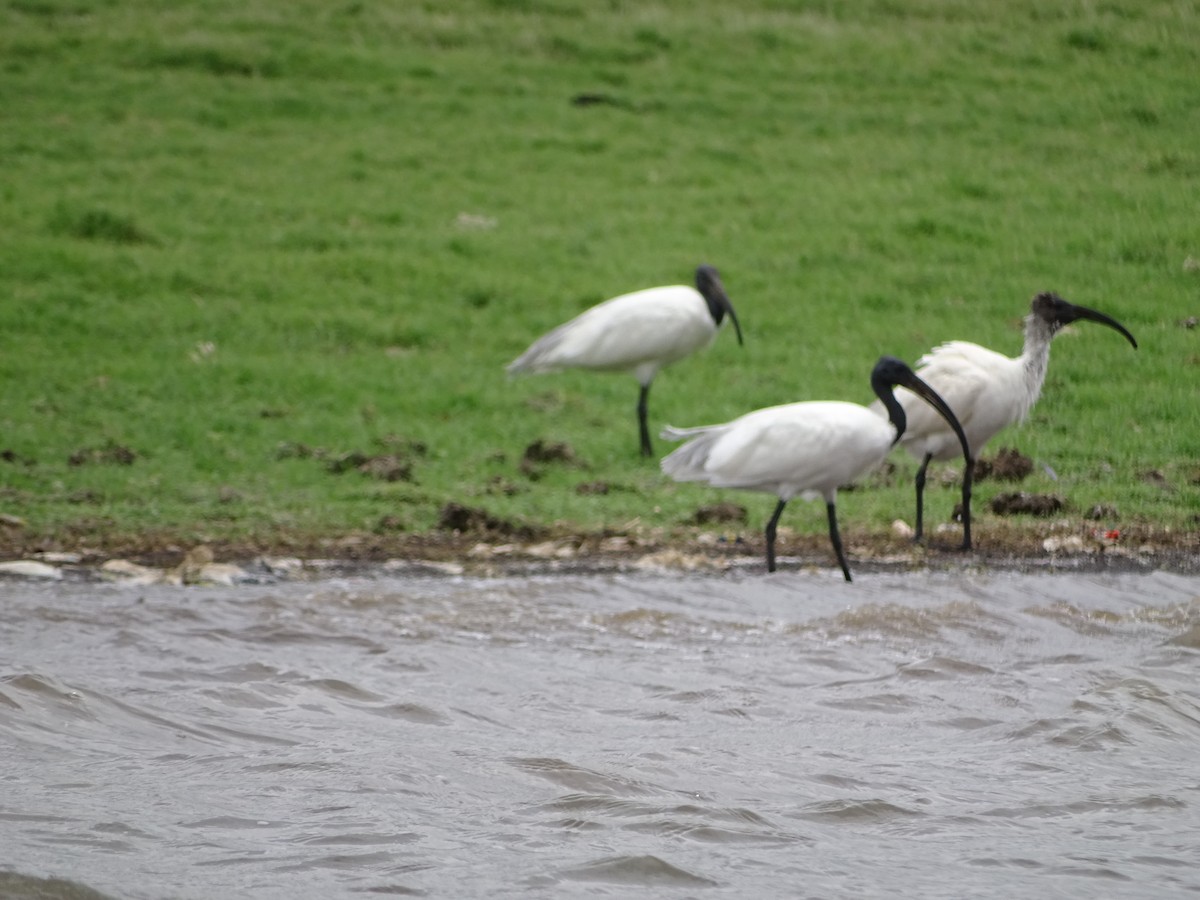 Black-headed Ibis - Rujuta Vinod