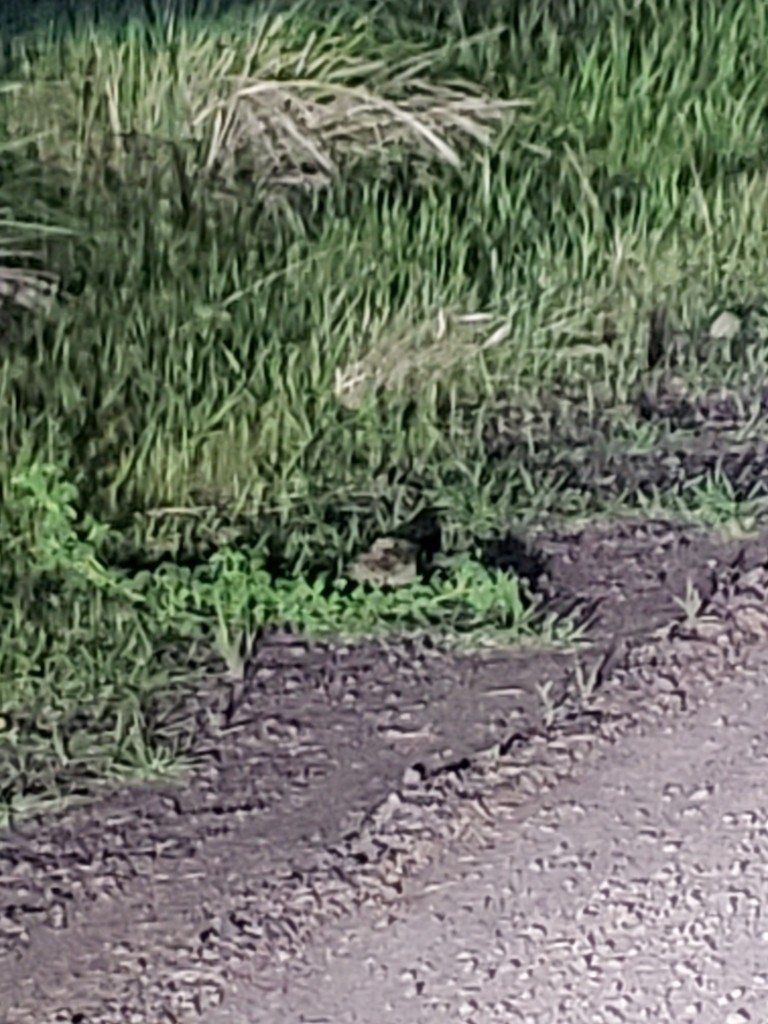 Common Poorwill - Sean Cozart