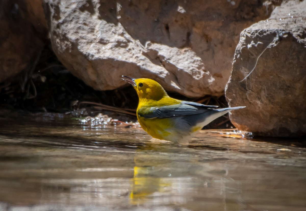 Prothonotary Warbler - Mary McSparen