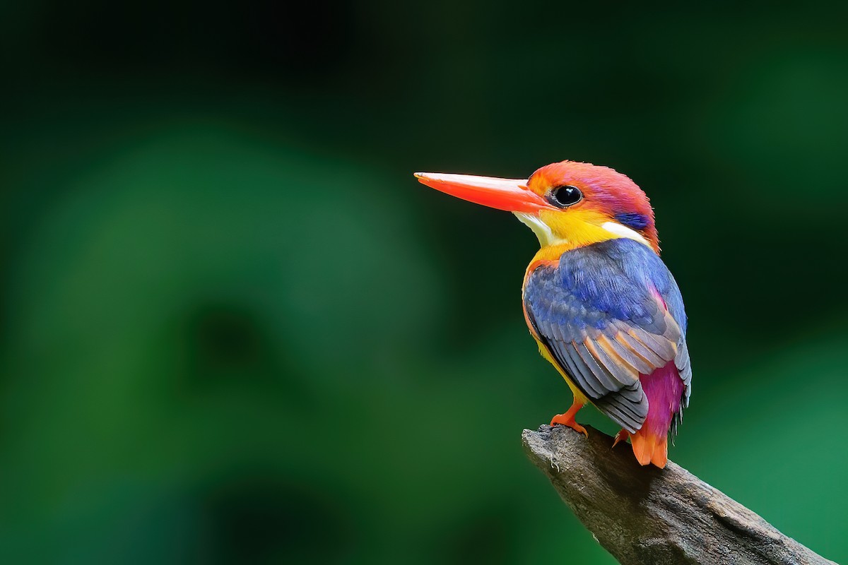 Black-backed Dwarf-Kingfisher - ML181821791