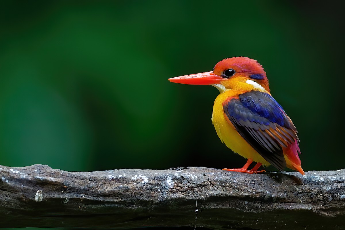 Black-backed Dwarf-Kingfisher - Vincent Wang