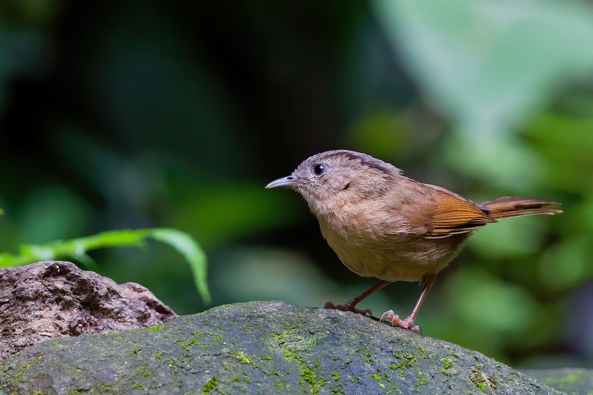 Brown-cheeked Fulvetta - Vincent Wang