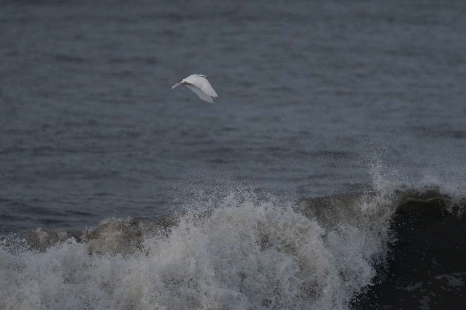 Mouette blanche - ML181823831