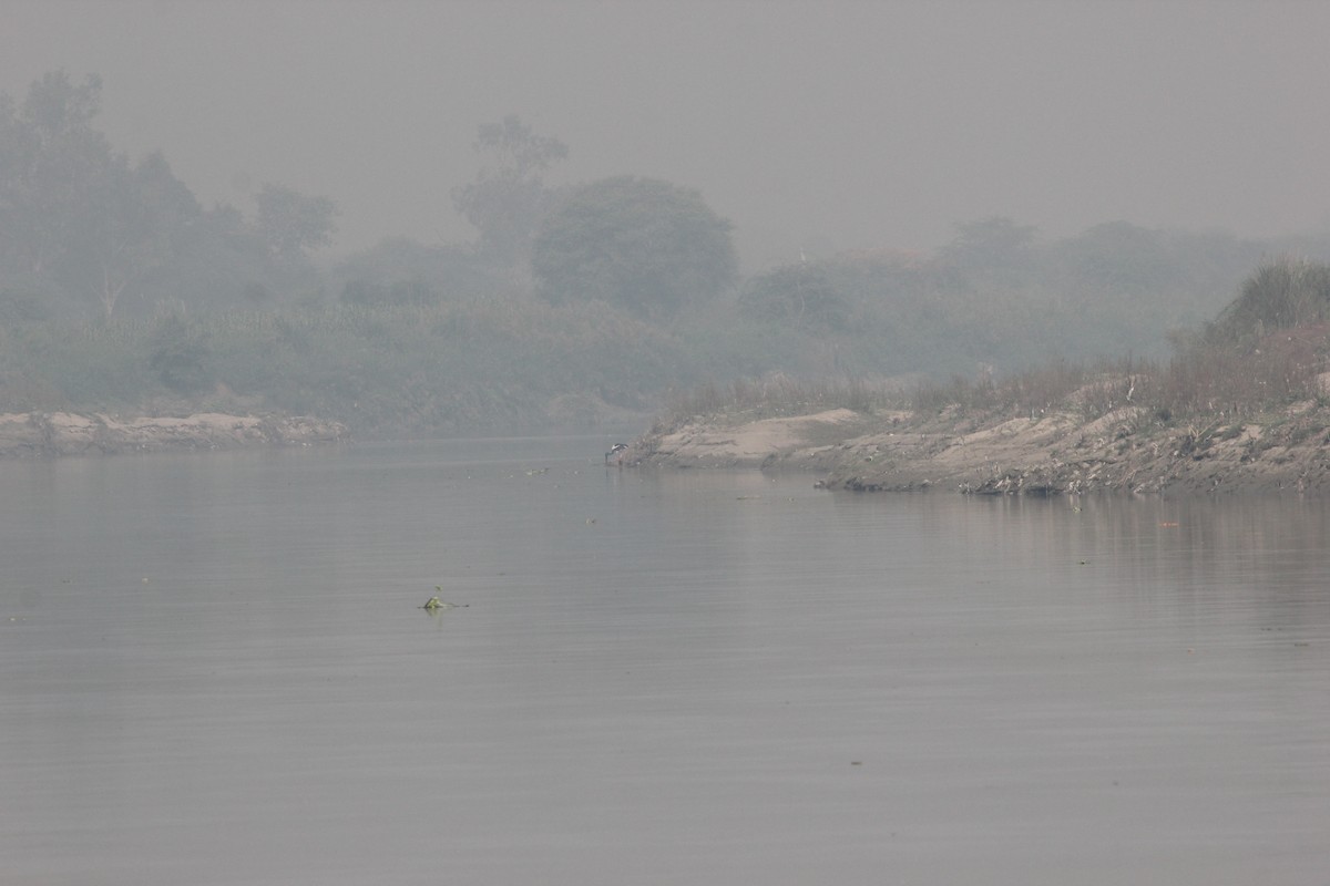 Black-necked Stork - Prathamesh Desai