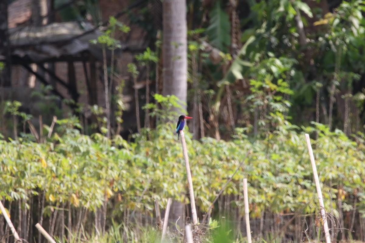 Javan Kingfisher - ML181824691