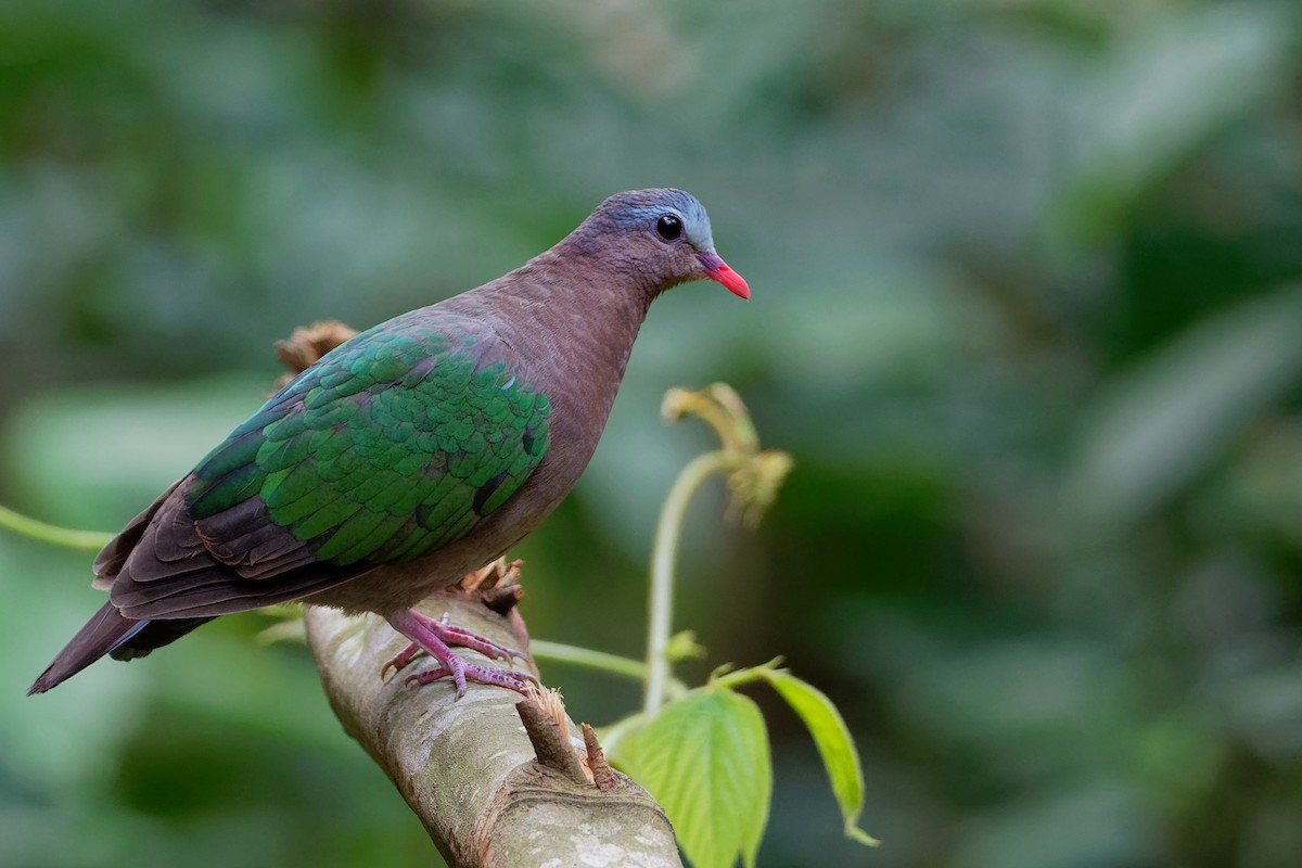 Asian Emerald Dove - Vincent Wang