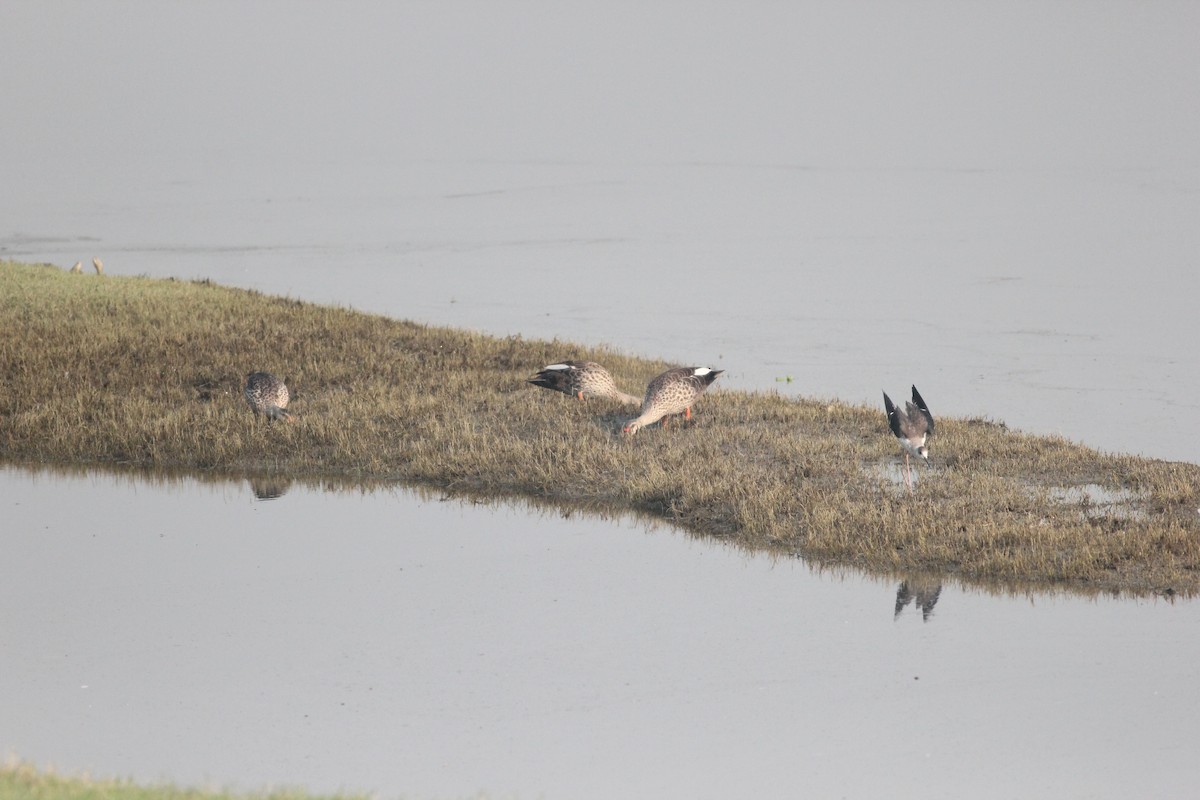 Indian Spot-billed Duck - ML181825141